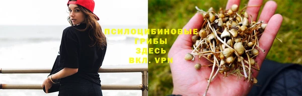 гидра Вязьма
